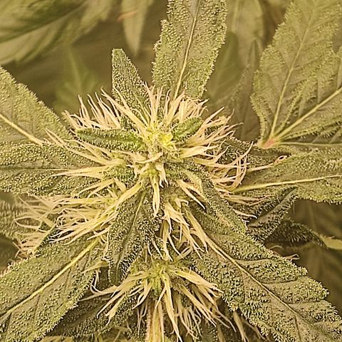 Sour diesel + LSD  Need Seed  growlog timeline photo