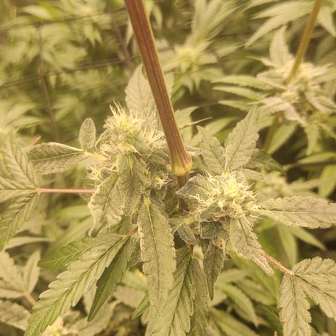 Banana Kush Mint growlog timeline photo