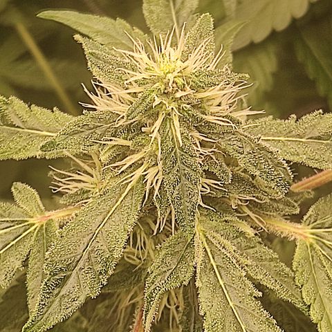 Sour diesel + LSD  Need Seed  growlog timeline photo