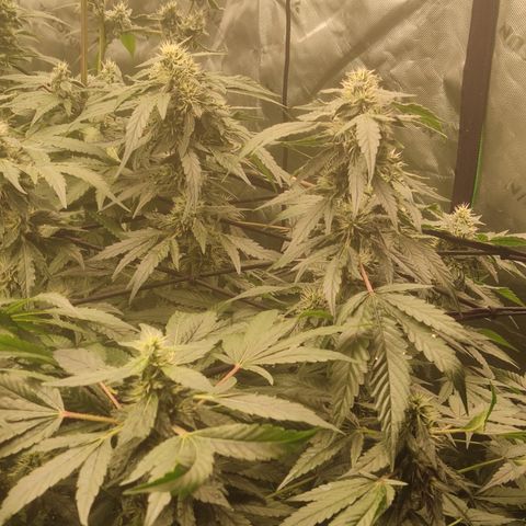 Sour diesel + LSD  Need Seed  growlog timeline photo