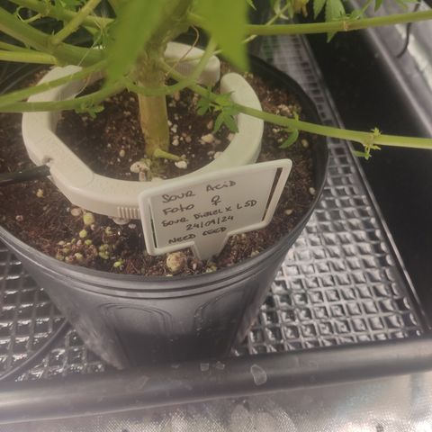 Sour diesel + LSD  Need Seed  growlog timeline photo