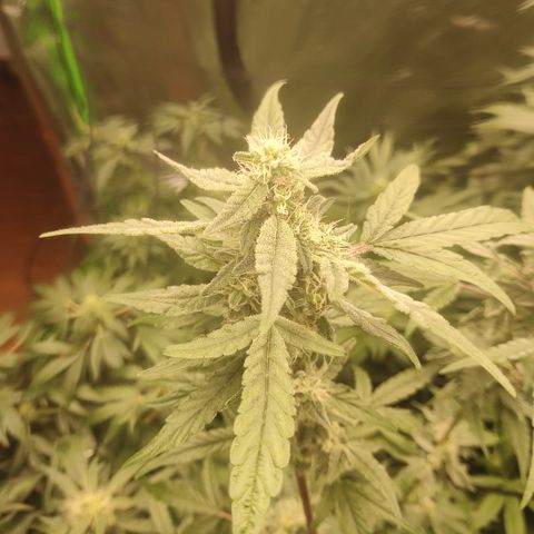 Banana Kush Mint growlog timeline photo