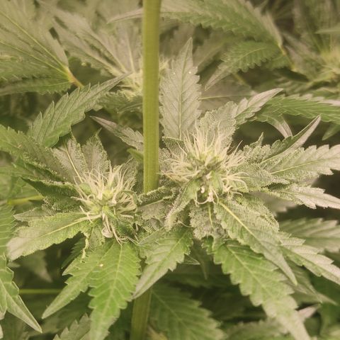 Sour diesel + LSD  Need Seed  growlog timeline photo