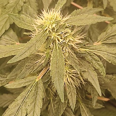 Sour diesel + LSD  Need Seed  growlog timeline photo