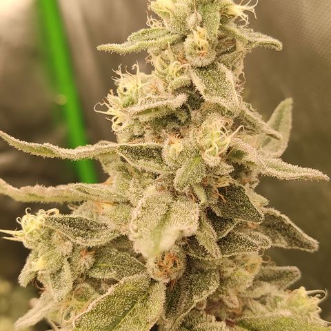 Banana Kush Mint growlog timeline photo