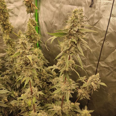 Banana Kush Mint growlog timeline photo