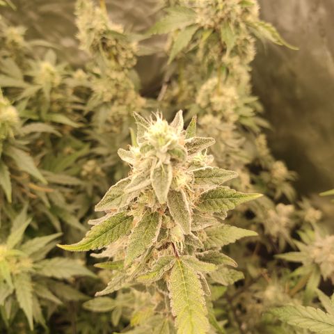 Banana Kush Mint growlog timeline photo