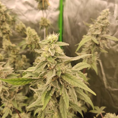 Banana Kush Mint growlog timeline photo