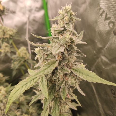 Banana Kush Mint growlog timeline photo