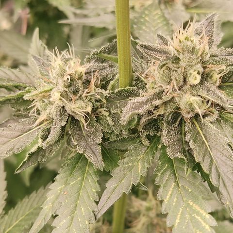 Cindy's 99 Blim Burn growlog timeline photo