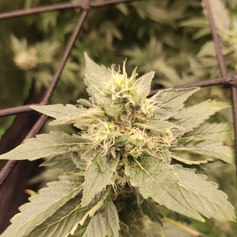 Cindy's 99 Blim Burn growlog timeline photo