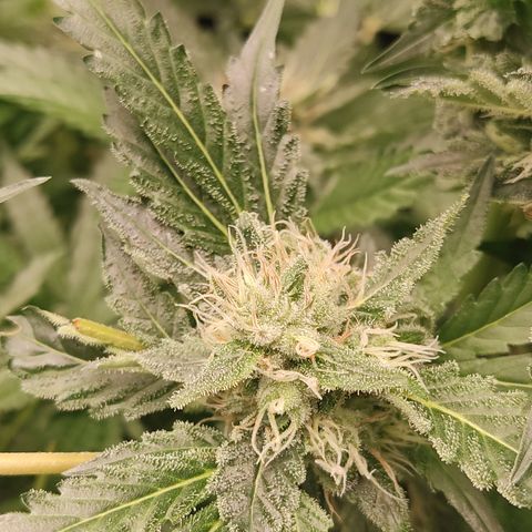 Cindy's 99 Blim Burn growlog timeline photo