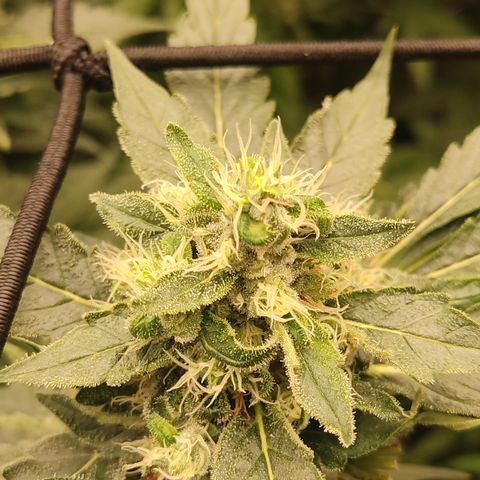 Cindy's 99 Blim Burn growlog timeline photo