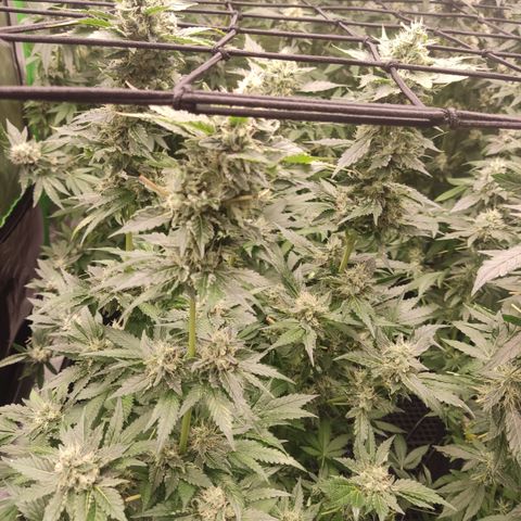 Cindy's 99 Blim Burn growlog timeline photo
