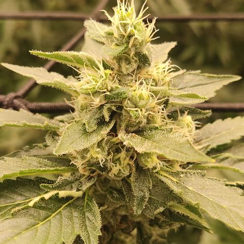Cindy's 99 Blim Burn growlog timeline photo