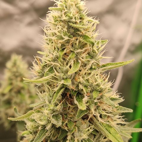 Girl Scout Cookies Blim Burn growlog timeline photo