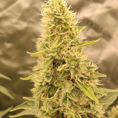 Girl Scout Cookies Blim Burn growlog timeline photo