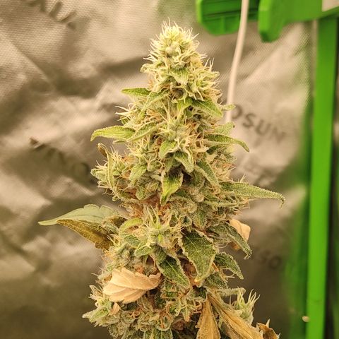 Girl Scout Cookies Blim Burn growlog timeline photo