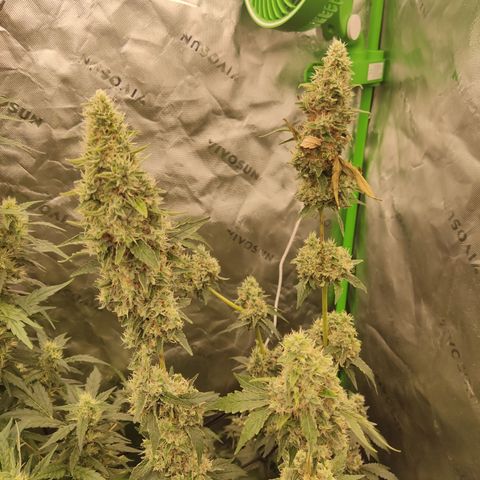 Girl Scout Cookies Blim Burn growlog timeline photo