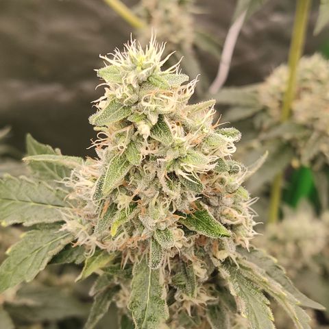 Girl Scout Cookies Blim Burn growlog timeline photo