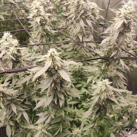 Sour diesel + LSD  Need Seed  growlog timeline photo