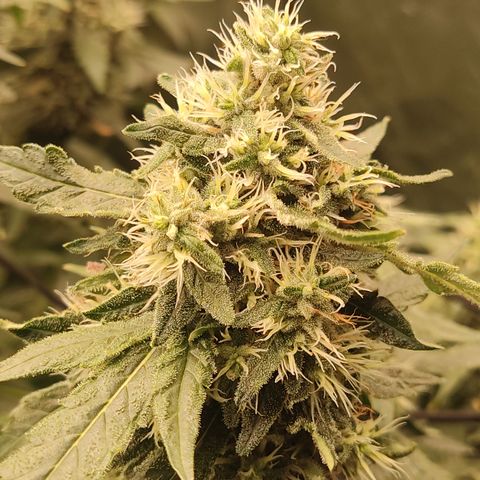 Sour diesel + LSD  Need Seed  growlog timeline photo