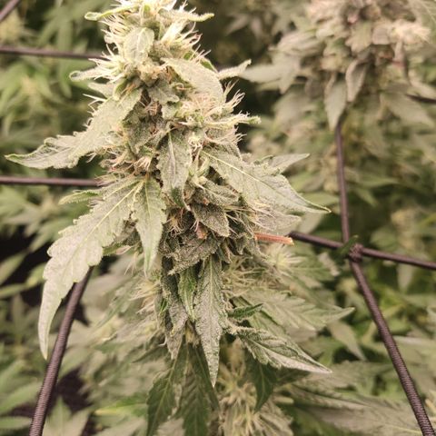 Sour diesel + LSD  Need Seed  growlog timeline photo