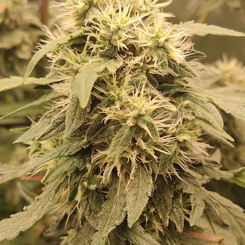 Sour diesel + LSD  Need Seed  growlog timeline photo