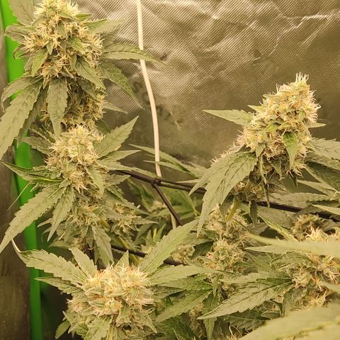 White widow Royal queen growlog timeline photo