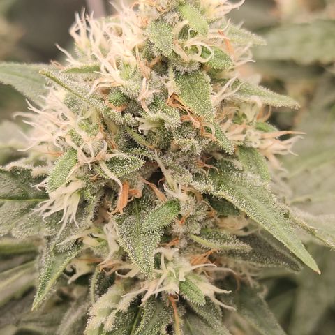 White widow Royal queen growlog timeline photo