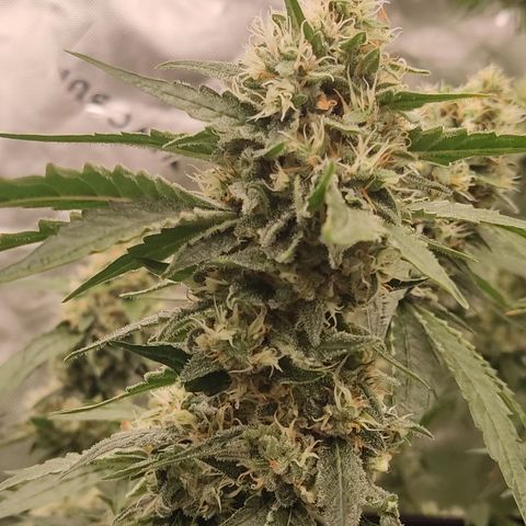 White widow Royal queen growlog timeline photo