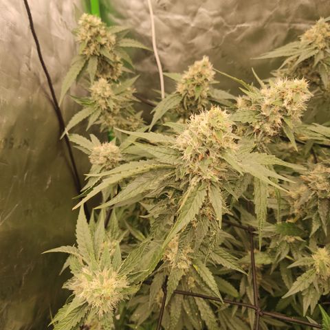 White widow Royal queen growlog timeline photo