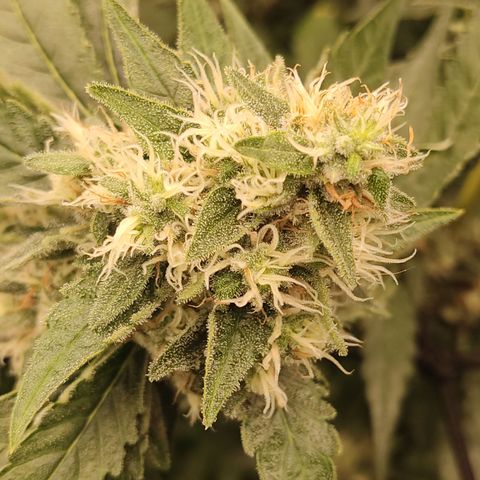 White widow Royal queen growlog timeline photo