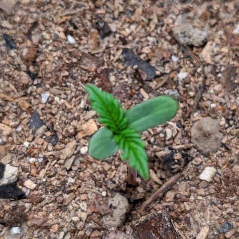 Member OG growlog timeline photo