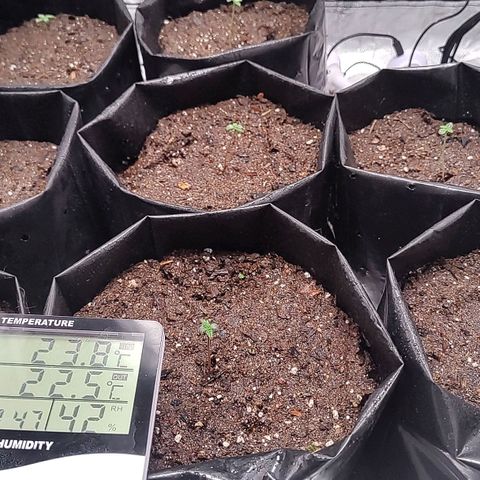 Member OG growlog photo: Se humedeció el sustrato ya que estaba seco y para ayudar a guardar humedad. Con agua en los siguientes parámetros 5.97 pH y 0.44 EC 