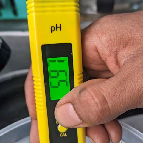 Member OG growlog photo: Se humedeció el sustrato ya que estaba seco y para ayudar a guardar humedad. Con agua en los siguientes parámetros 5.97 pH y 0.44 EC 