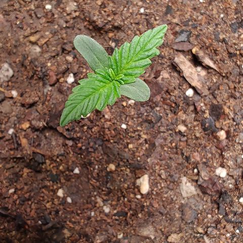 Member OG growlog timeline photo