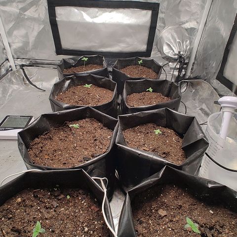Member OG growlog timeline photo
