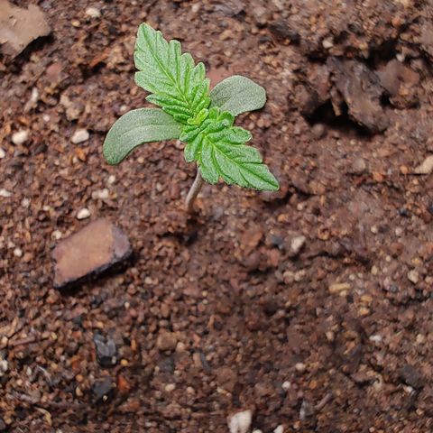 Member OG growlog timeline photo