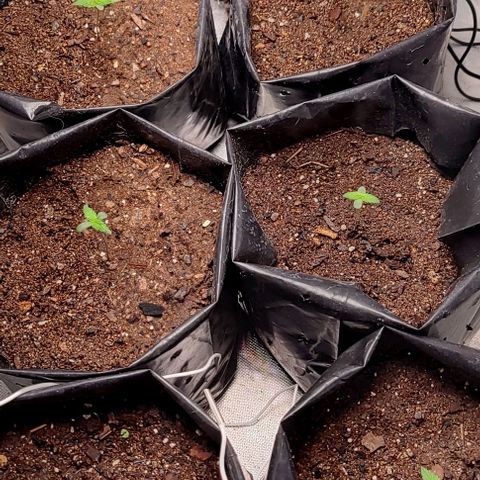 Member OG growlog photo: Seguimiento diario 