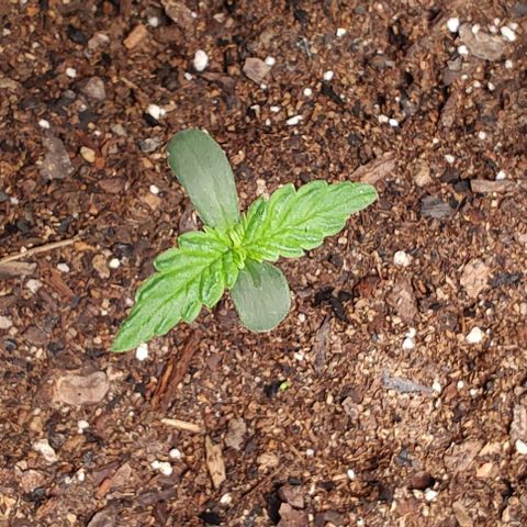 Member OG growlog photo: Seguimiento diario 