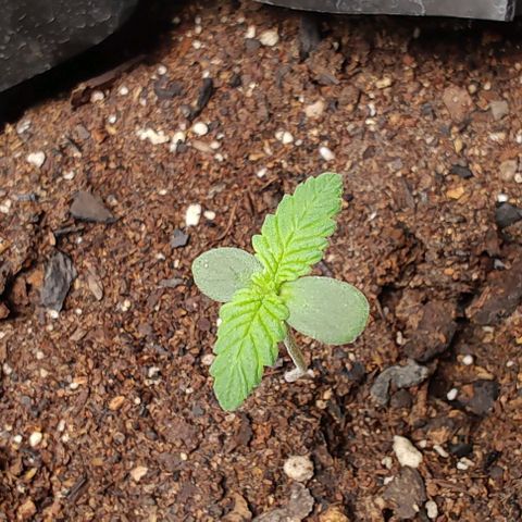 Member OG growlog photo: Seguimiento diario 