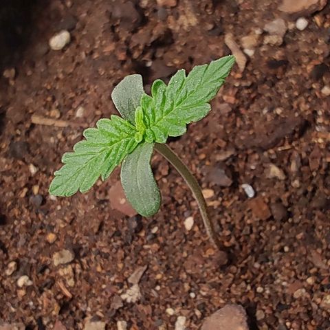 Member OG growlog photo: Seguimiento diario 