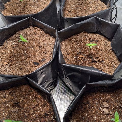 Member OG growlog photo: Seguimiento diario 