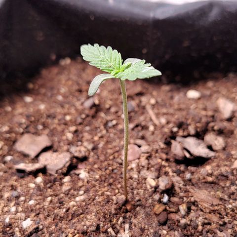 Member OG growlog photo: Seguimiento diario 