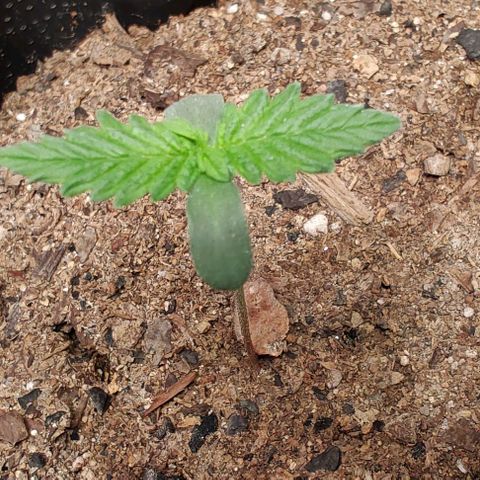 Member OG growlog photo: Seguimiento diario 