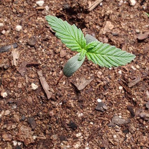 Member OG growlog photo: Seguimiento diario 