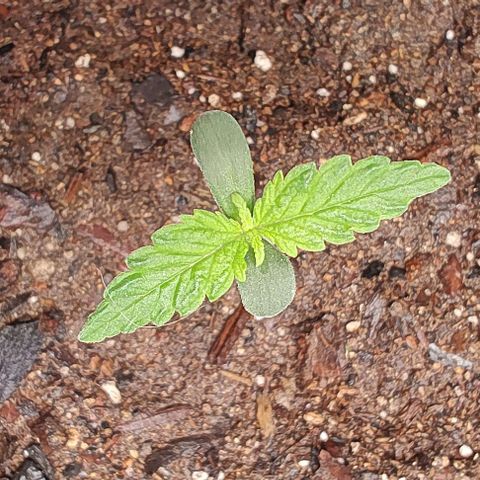 Member OG growlog timeline photo