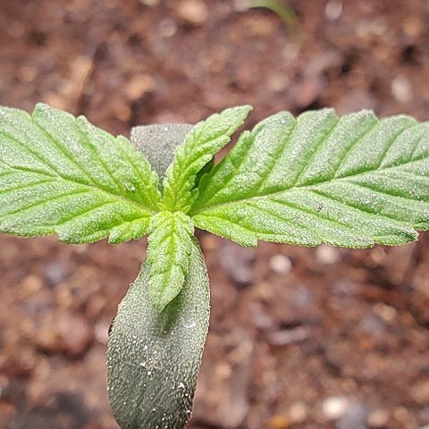 Member OG growlog timeline photo