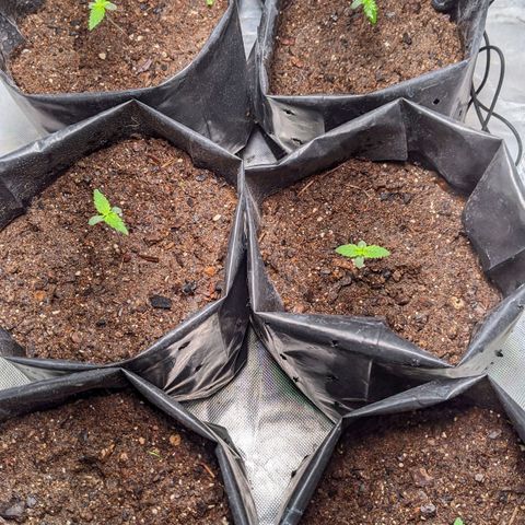 Member OG growlog timeline photo